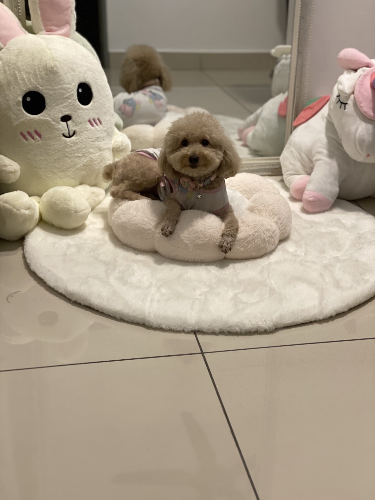 Mochi & Friends Ventures 7